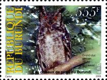 Spotted Eagle-owl (Bubo africanus)