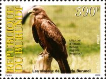 Black Kite (Milvus migrans aegyptius)