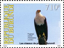 African Fish-Eagle (Haliaeetus vocifer)