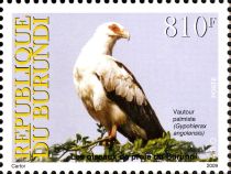 Palm-nut Vulture (Gypohierax angolensis)