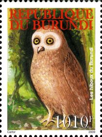 Owls of Burundi