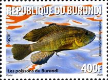 Bluelip Haplo (Astatoreochromis straeleni)