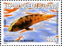 Cichlid (Orthochromis malagaraziensis)