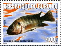 Nile Tilapia (Oreochromis niloticus eduardianus)