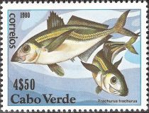 Mediterranean Horse Mackerel (Trachurus trachurus)