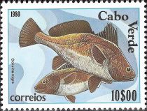 Brown Meagre (Corvina nigra)