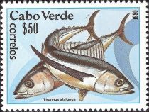 Albacore Tuna (Thunnus alalunga)