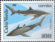 Blue Shark (Prionace glauca)