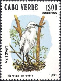 Little Egret (Egretta garzetta)