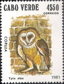 Barn Owl (Tyto alba)