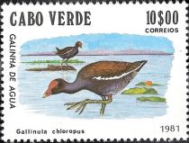 Eurasian Moorhen (Gallinula chloropus)