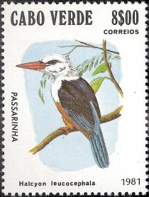 Grey-headed Kingfisher (Halcyon leucocephala)