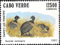 Helmeted Guineafowl (Numida meleagris)