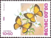 African Clouded Yellow (Colias electo)