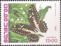 Citrus Swallowtail (Papilio demodocus)