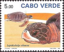 Olive Ridley Sea Turtle (Lepidochelys olivacea)