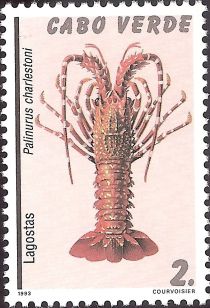 Cape Verde Spiny Lobster (Palinurus charlestoni)