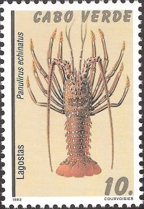 Brown Spiny Lobster (Panulirus echinatus)