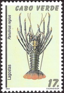 Royal Spiny Lobster (Panulirus regius)