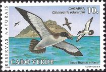 Cape Verde Shearwater (Calonectris edwardsii)