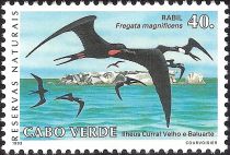 Magnificent Frigatebird (Fregata magnificens)