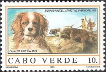 Cavalier-King-Charles-Spaniel (Canis lupus familiaris)