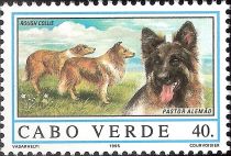 German Shepherd and Rough Collies (Canis lupus familiaris)