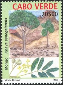 Indigenous Trees - Khaya senegalensis