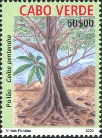 Indigenous Trees - Ceiba pentandra