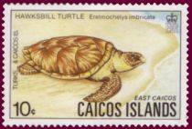 Hawksbill Turtle (Eretmochelys imbricata)