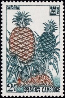 Pineapple (Ananas comosus)