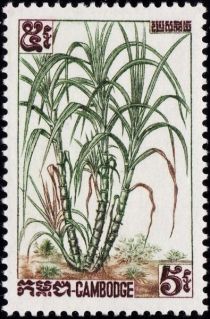 Sugarcane (Saccharum officinarum)