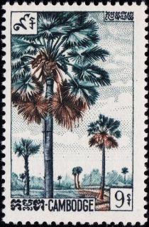 Sugar Palm (Arenga pinnata)