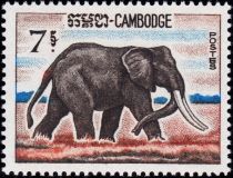 African Elephant (Loxodonta africana)