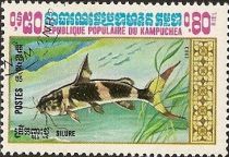 Asian Bumblebee Catfish (Pseudomystus siamensis)