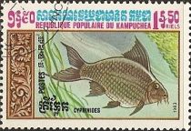 Common Carp (Cyprinus carpio)