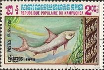 Grass Carp (Ctenopharyngodon idella)