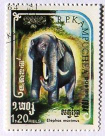 Asian Elephant (Elephas maximus)