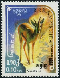 Gazelle (Gazella sp.)