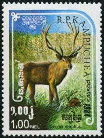 Red Deer (Cervus elaphus)