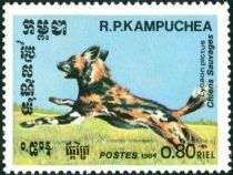 African Wild Dog (Lycaon pictus)