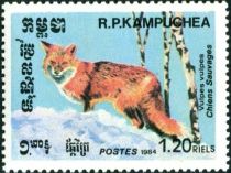 Red Fox (Vulpes vulpes)