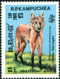 Maned Wolf (Chrysocyon brachyurus)