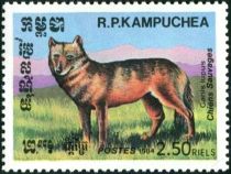 Wolf (Canis lupus)