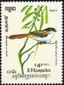 Long-tailed Black-headed Shrike (Lanius schach nigriceps)