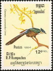 Chestnut-winged Cuckoo (Clamator coromandus)