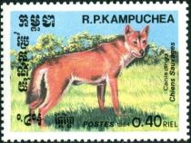 Dingo (Canis lupus dingo)