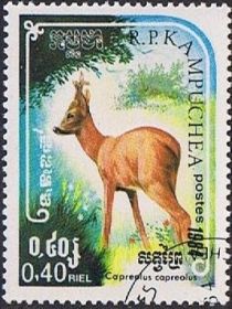 Western Roe Deer (Capreolus capreolus)