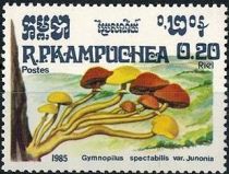 Gymnopilus spectabilis var. Junonina