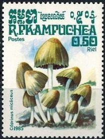 Coprinus micaceus